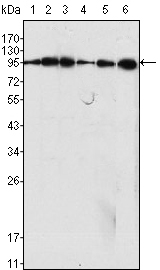 a02536 1 dnm1 primary antibodies wb testing 2