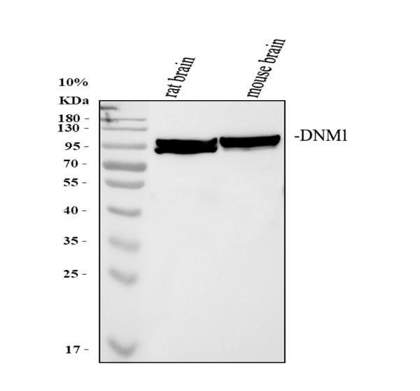 Western blot analysis of Dynamin 1 using anti-Dynamin 1 antibody (A02536-2)