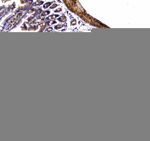 a02536 2 dynamin_1 primary antibodies ihc testing 4