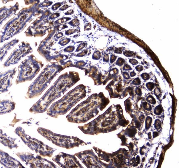 a02536 2 dynamin_1 primary antibodies ihc testing 4_1
