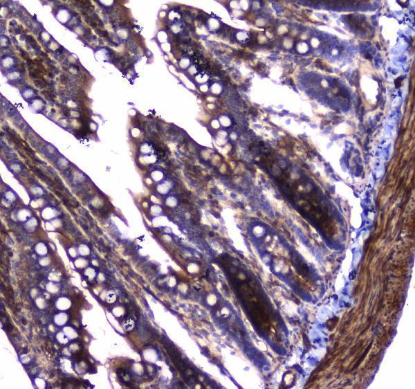 a02536 2 dynamin_1 primary antibodies ihc testing 5