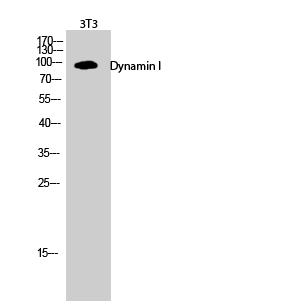 a02536 dnm1 primary antibodies wb testing 2