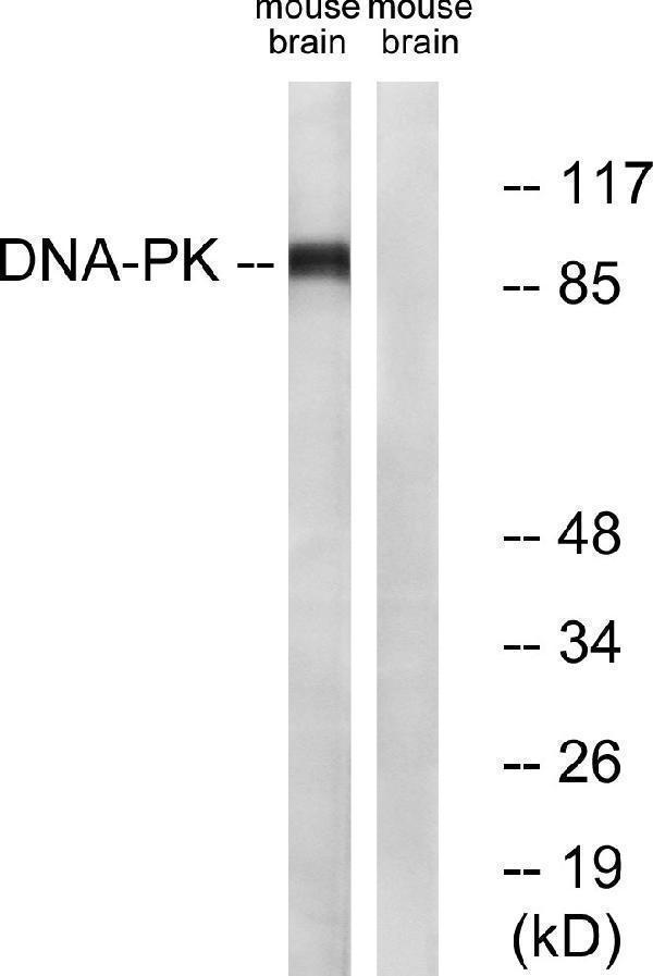 a02536 dnm1 primary antibodies wb testing 3