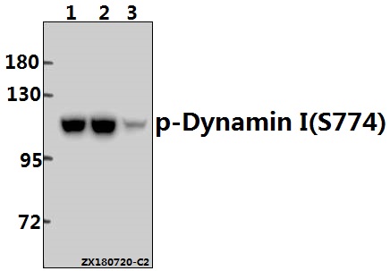 a02536s774 dnm1 primary antiboties wb testing 1