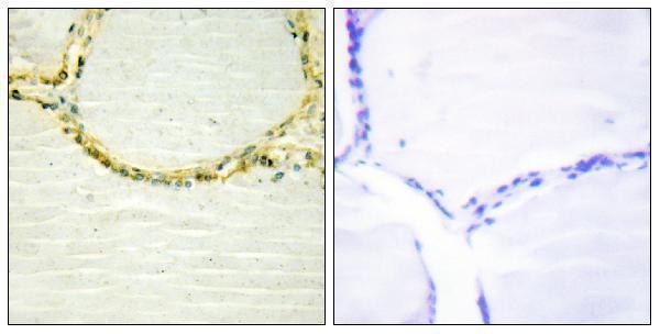 a02537y566 bmx primary antibodies ihc testing 4