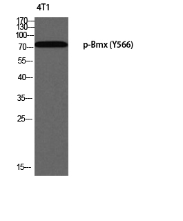 a02537y566 bmx primary antibodies wb testing 2