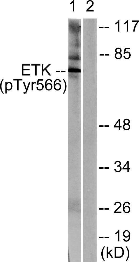 a02537y566 bmx primary antibodies wb testing 3