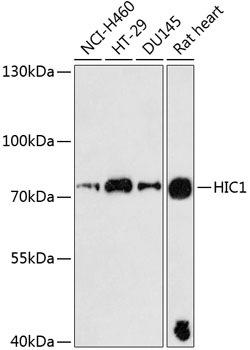 Western blot analysis of extracts of various cell lines, using HIC1 antibody  at 1:3000 dilution
