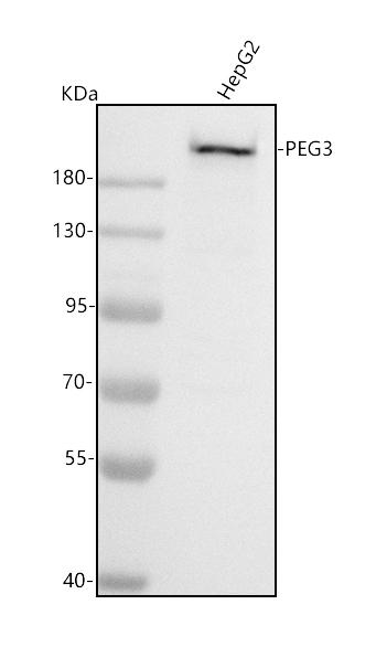 a02541 2 peg3 primary antibodies wb testing 1