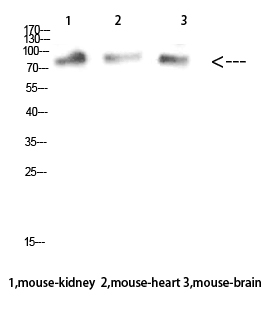 a02544 1 mum1 primary antibodies wb testing 2