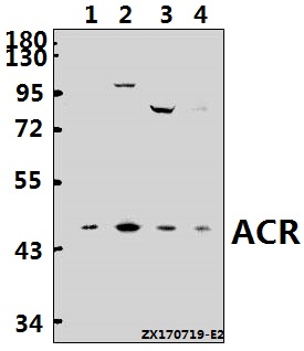 a02546 acr primary antiboties wb testing 1
