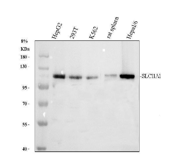 a02547 3 slc11a1 primary antibodies wb testing 1