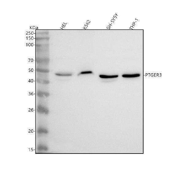  Western blot analysis of PTGER3 using anti-PTGER3 antibody (A02548-1)
