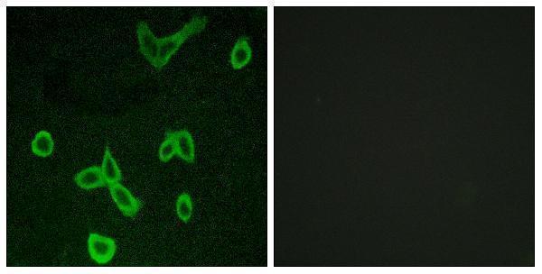 Immunofluorescence analysis of LOVO cells, using HRH4 Antibody
