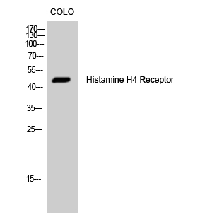 Western Blot analysis of COLO cells using Histamine H4 Receptor Polyclonal Antibody