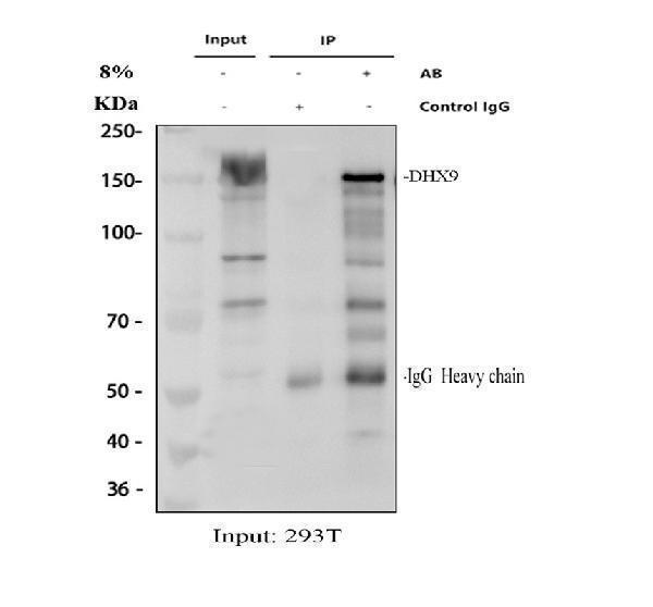 a02550 1 dhx9 primary antibodies ip testing 1