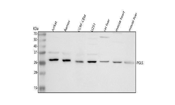  Western blot analysis of PGLS using anti-PGLS antibody (A02553-2)