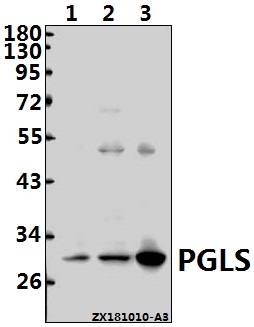 Western blot (WB) analysis of PGLS (A226) pAb at 1:500 dilution
Lane1:HCT116 whole cell lysate(40ug)
Lane2:Panc1 whole cell lysate(40ug)
Lane3:HEK293T whole cell lysate(40ug)