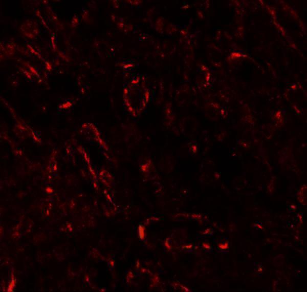 Immunofluorescence of TNFSF4 in human spleen tissue with TNFSF4 antibody at 20 μg/ml