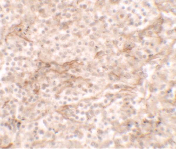Immunohistochemistry of TNFSF4 in human spleen tissue with TNFSF4 antibody at 5 μg/ml