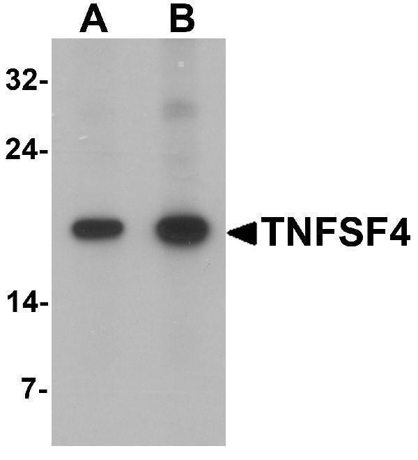 Western blot analysis of TNFSF4 in rat spleen tissue lysate with TNFSF4 antibody at (A) 0