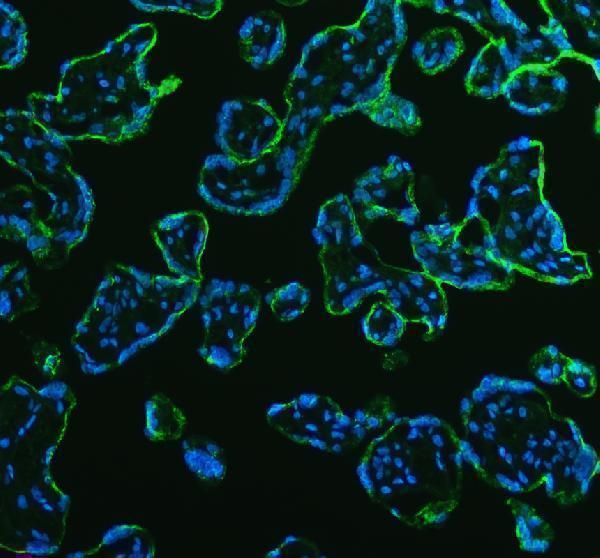 a02555 agl primary antibodies if testing 4