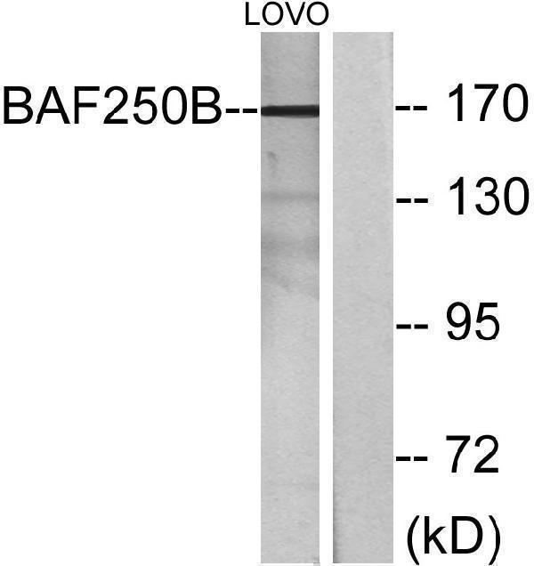 a02556 1 arid1b primary antibodies wb testing 3