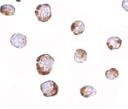 Immunocytochemistry of HINT1 in Jurkat cells with HINT1 antibody at 2