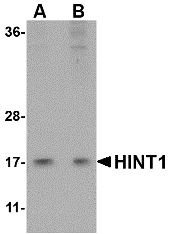Western blot analysis of HINT1 in Jurkat lysate with HINT1 antibody at (A) 1 and (B) 2 μg/mL