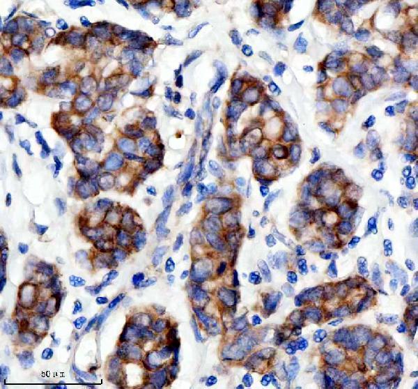 a02558 1 sesn2 primary antibodies ihc testing 1