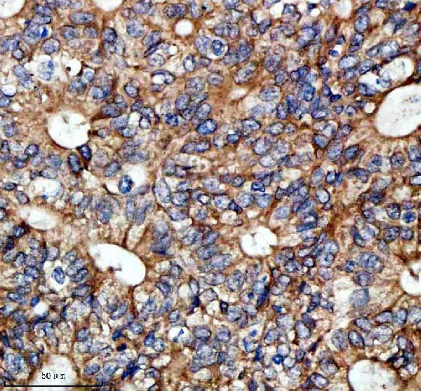 a02558 1 sesn2 primary antibodies ihc testing 2