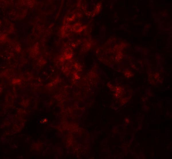 Immunofluorescence of SESTRIN2 in mouse kidney tissue with SESTRIN2 antibody at 20 μg/ml