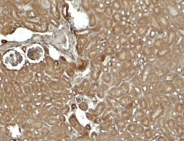 Immunohistochemistry of SESTRIN2 in mouse kidney tissue with SESTRIN2 antibody at 5 μg/ml