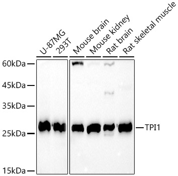 Western blot analysis of extracts of various cell lines, using TPI1 antibody  at  1:1000 dilution