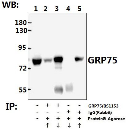Immunoprecipitation of A549 whole cell lysate using GRP75 (S664) pAb (Sepharose Bead Conjugate) #BD0047(lane 2 and lane 3) and Nonspecific IgG  Control (Sepharose Bead Conjugate)#BD0047 (lane 4 and lane 5 ) 