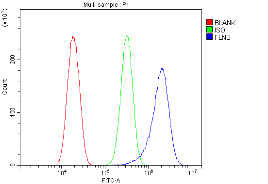 a02562 1 flnb primary antibodies fcm testing 9