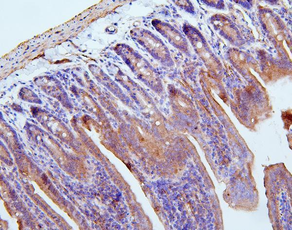 a02562 1 flnb primary antibodies ihc testing 6