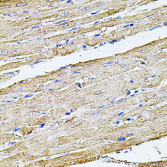 a02562 flnb primary antiboties ihc testing 2
