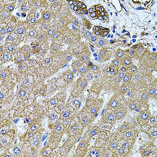 a02562 flnb primary antiboties ihc testing 3