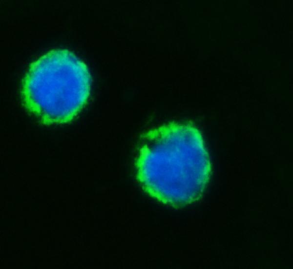 a02563 1 mff primary antibodies if testing 7