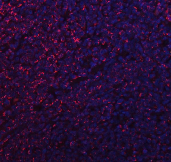 a02563 1 mff primary antibodies if testing 9