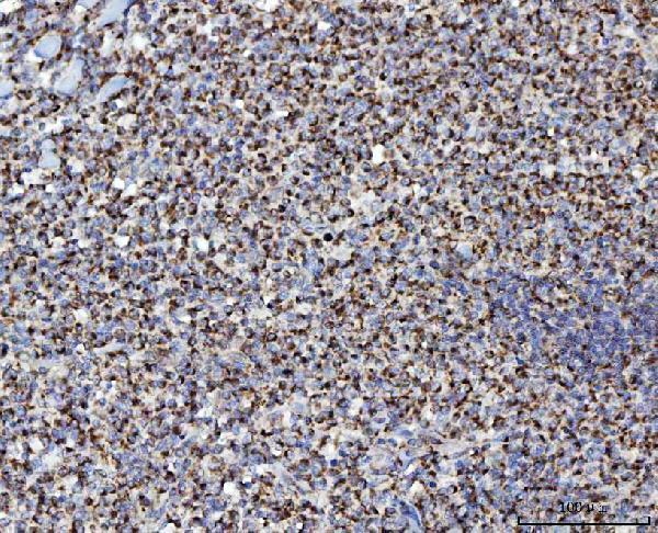  IHC analysis of MFF using anti-MFF antibody (A02563-1)