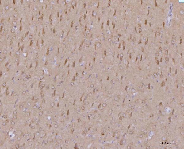 a02563 1 mff primary antibodies ihc testing 6