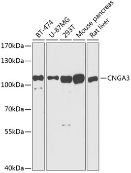 Western blot analysis of extracts of various cell lines, using CNGA3 antibody  at 1:1000 dilution