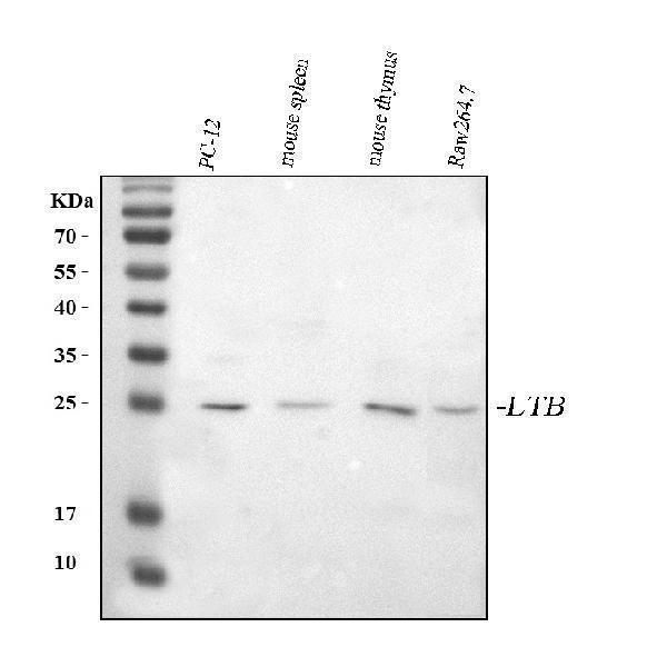  Western blot analysis of Ltb using anti-Ltb antibody (A02565-2)
