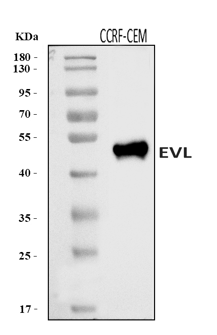  Western blot analysis of EVL using anti-EVL antibody (A02568-2)