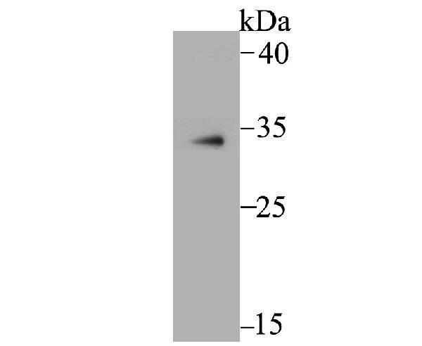 Western blot analysis of MBD3 on U937 cell lysate using anti-MBD3 antibody at 1/500 dilution