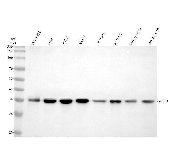 Western blot analysis of MBD3 using anti-MBD3 antibody (A02571-2)