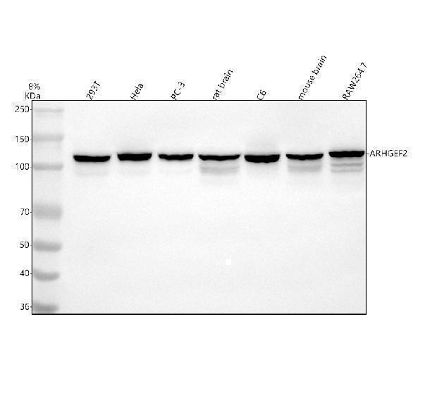  Western blot analysis of GEF-H1/ARHGEF2 using anti-GEF-H1/ARHGEF2 antibody (A02572-3)