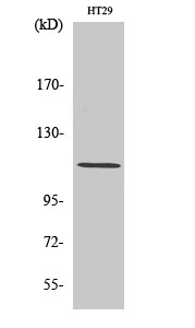Western Blot analysis of HT29 cells using Lfc Polyclonal Antibody diluted at 1:1000